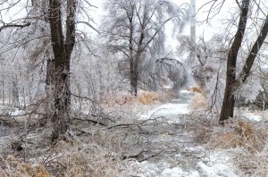 toronto-ice-storm-evidence-leslie-spit
