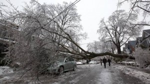 web-fallentree-1222